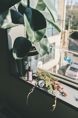 A potted plant with large green leaves is situated on a windowsill. Next to it, there is a brown bottle with a label and a spray nozzle. A decorative arrangement of fir branches, red berries, and other natural elements lies beside the bottle. Sunlight streams through the window, casting shadows and illuminating the scene. In the background, a blurry view of buildings and a parked car is visible.