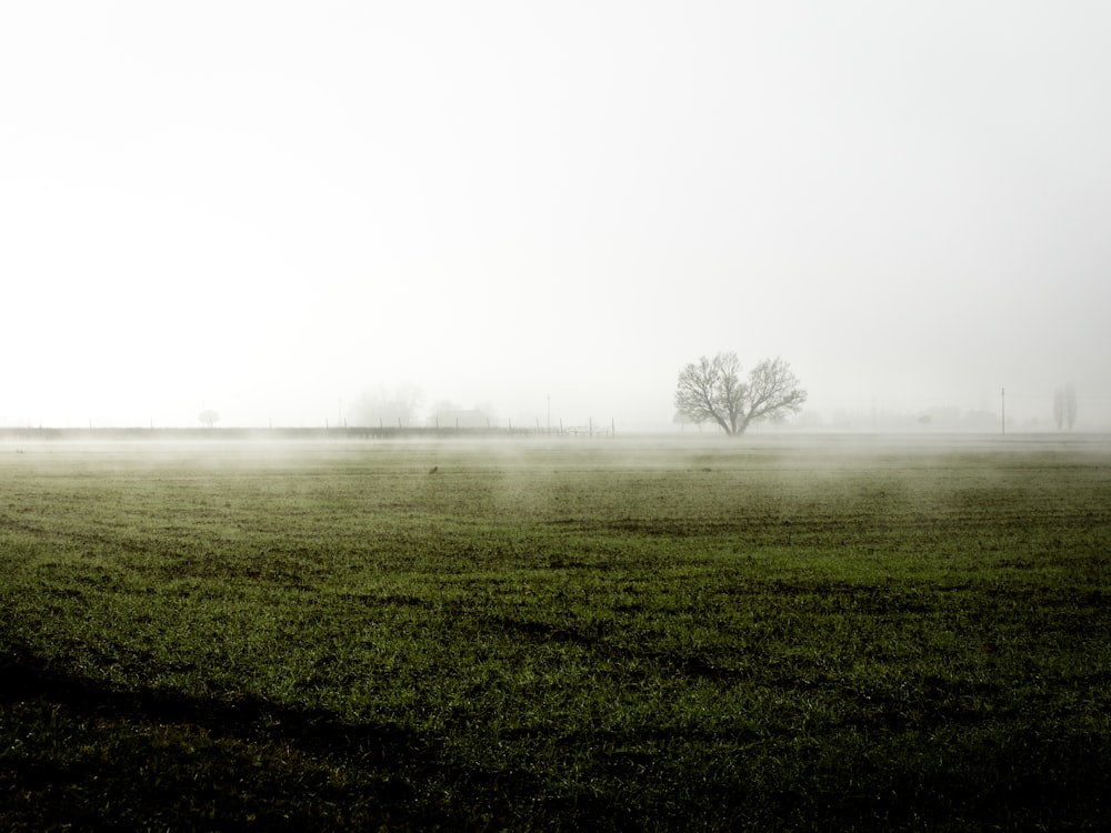 green fields during foggy weather