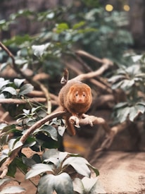 A small, furry animal with a reddish-brown coat is perched on a branch surrounded by lush green foliage. The animal appears to be closely observing its surroundings with curious eyes, blending into the natural environment.