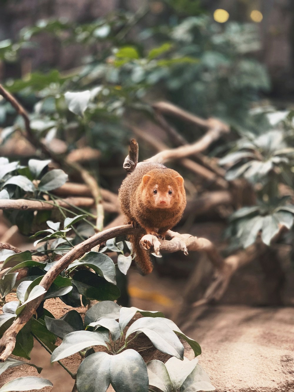 brown monkey on tree branch