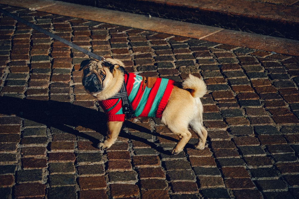 pug standing on brick tiles