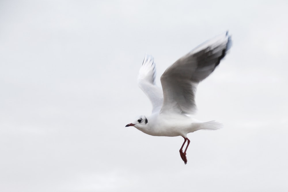 flying white bird on air