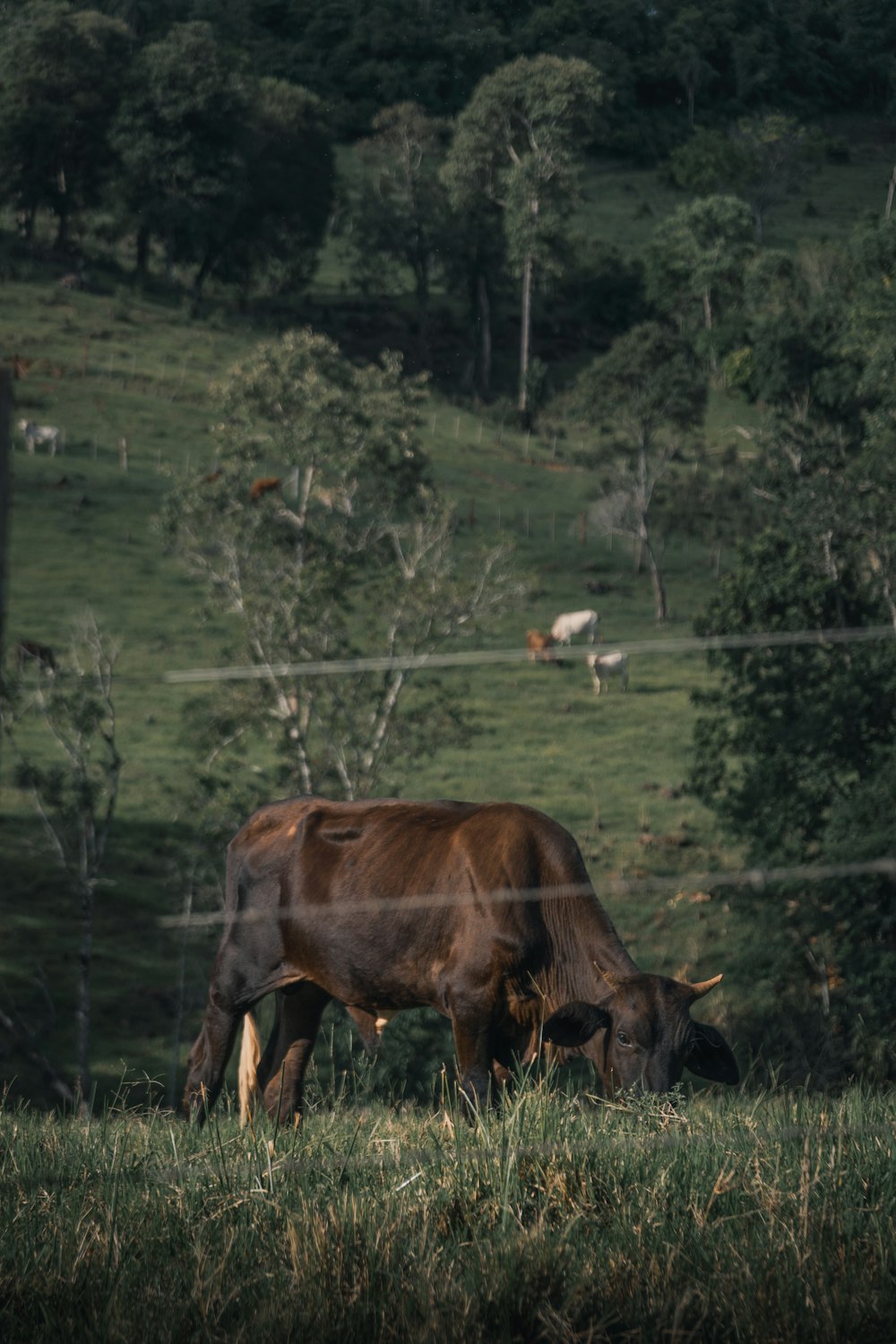 brown and black cattle eating grass during daytime