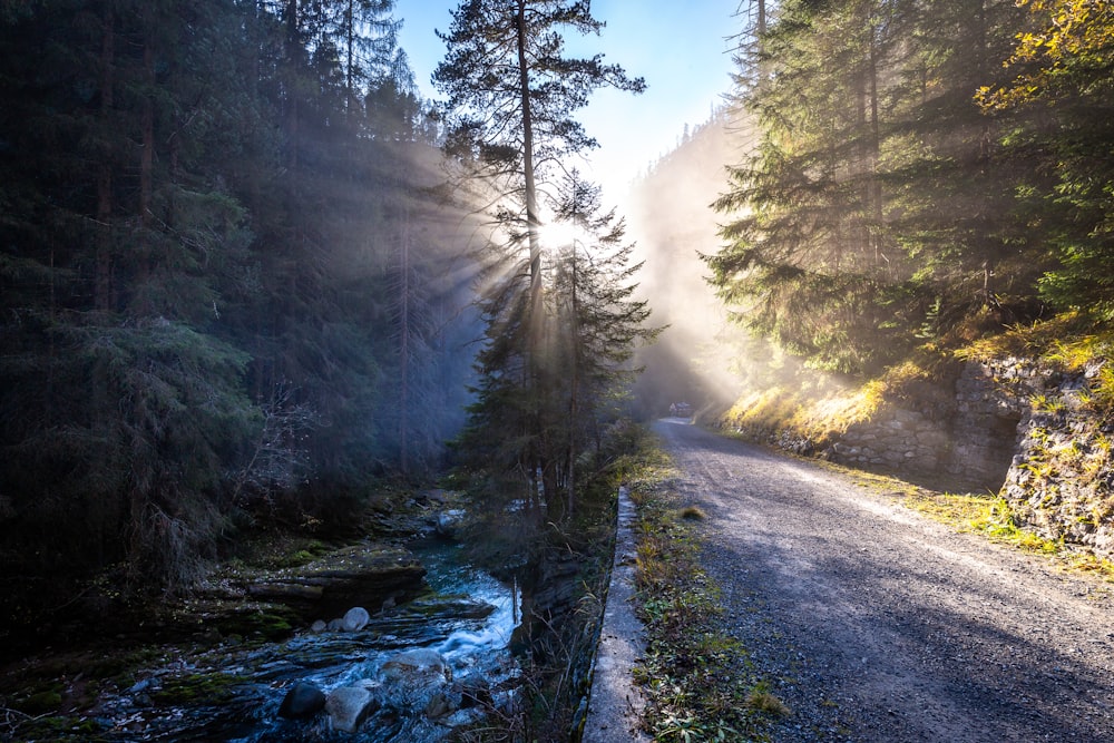 La luz del sol se refleja en los árboles y el río