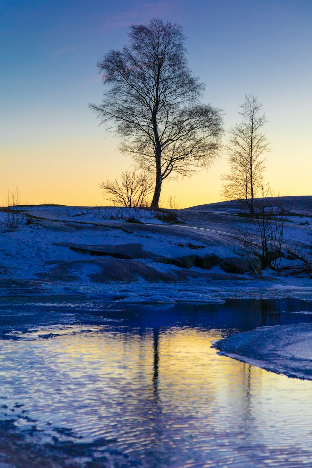 bare tree near body of water during daytime