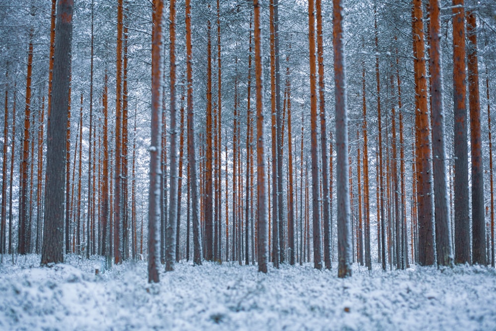 alberi ad alto fusto grigi