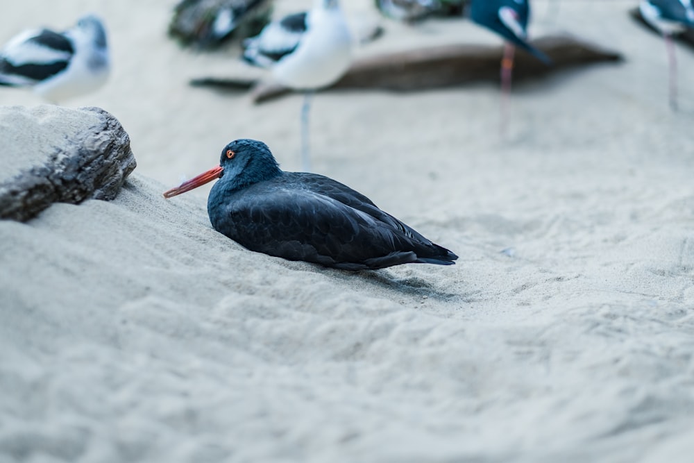 shallow focus photo of black bird