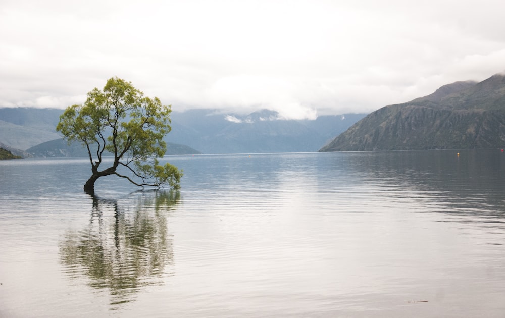 green-leafed tree on calm water