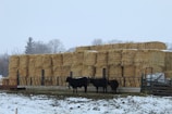 A large stack of hay bales is arranged neatly on a farm field, surrounded by trees in the background. In the foreground, several black cows are gathered near a feeding trough or fence. The ground is partially covered with a thin layer of snow, indicating a cold or wintry environment.