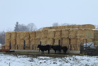 A large stack of hay bales is arranged neatly on a farm field, surrounded by trees in the background. In the foreground, several black cows are gathered near a feeding trough or fence. The ground is partially covered with a thin layer of snow, indicating a cold or wintry environment.