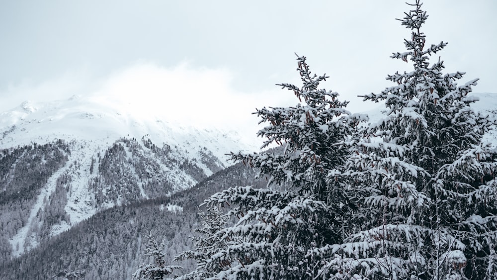 pins enneigés et montagne