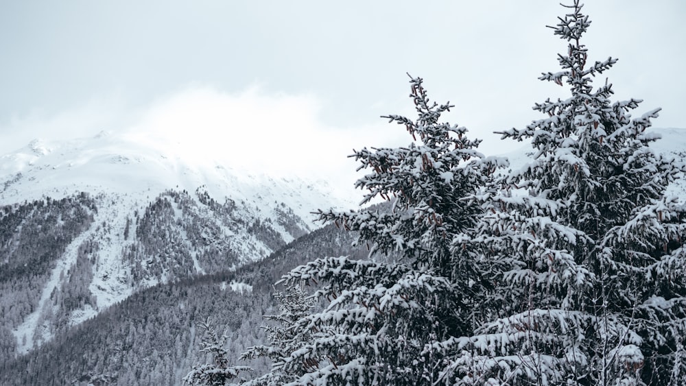 snow covered pine trees and mountain