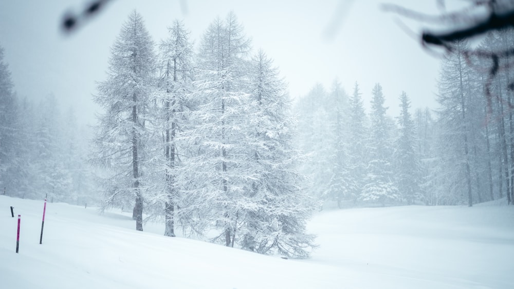 Terrain enneigé pendant la saison hivernale