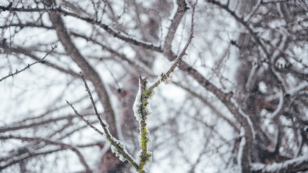 snow covered tree