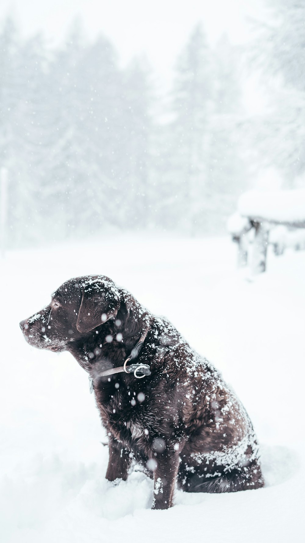 adult chocolate Labrador retriever sitting outside with snow