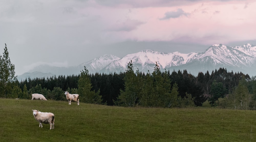 sheep on green grass field