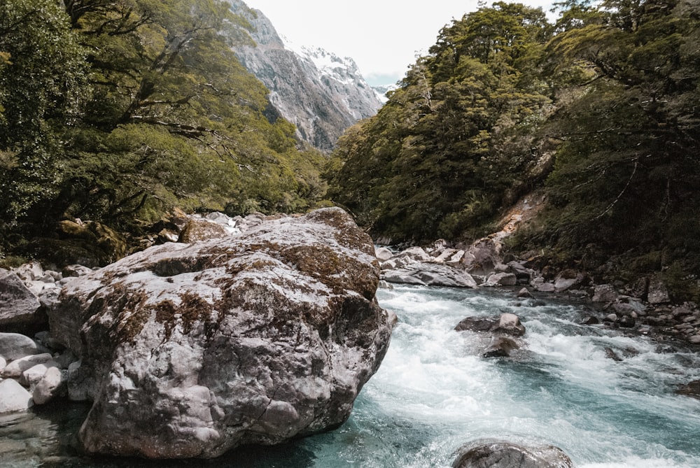 Fluss zwischen Bäumen und Bergen