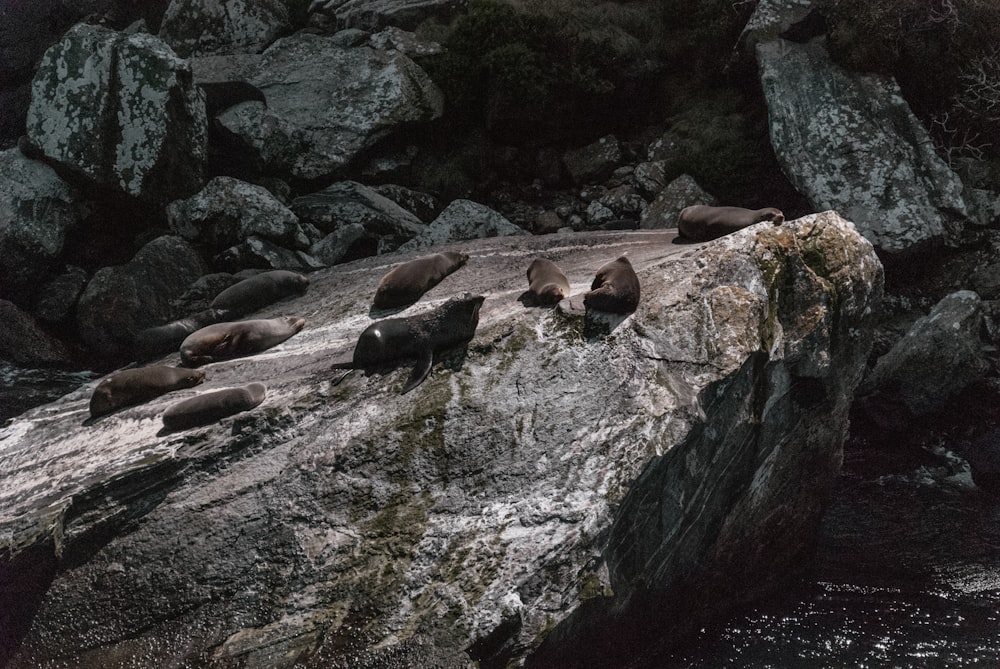 leones marinos en la roca