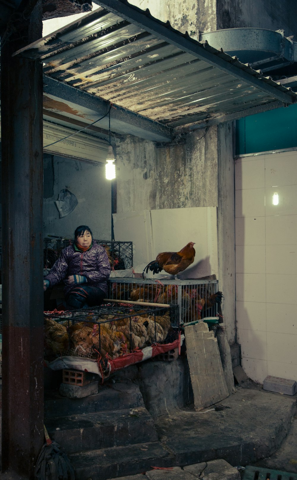 herd of hen inside cage