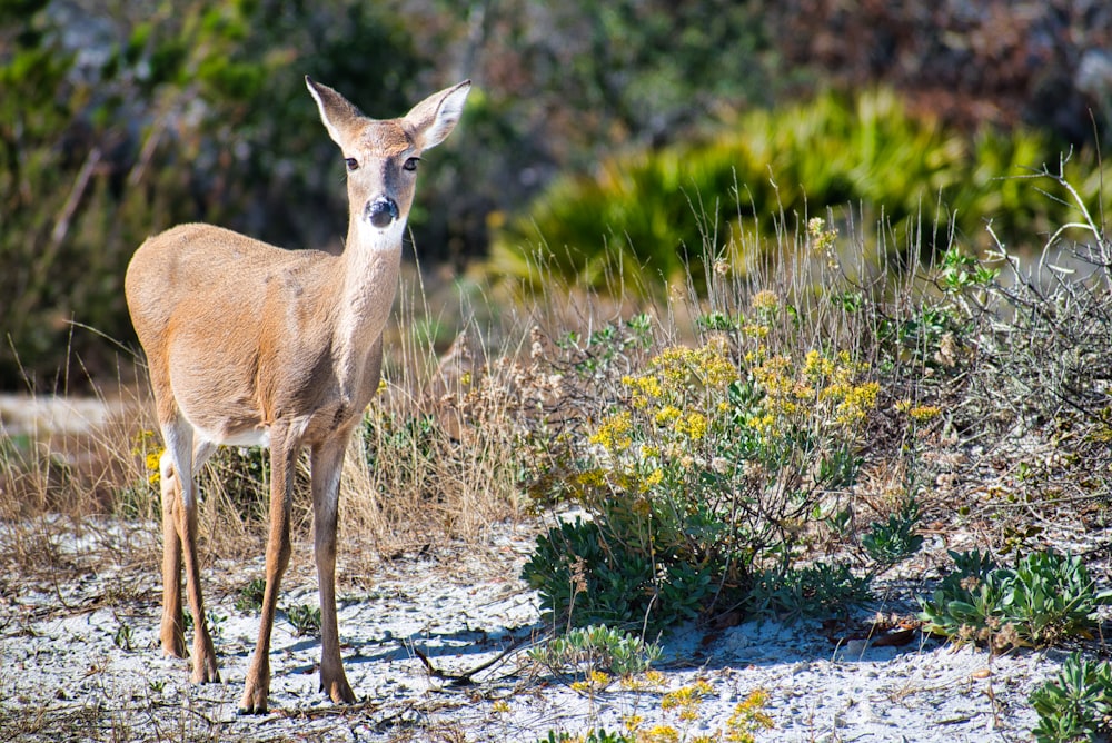 brown deer standing beside grass