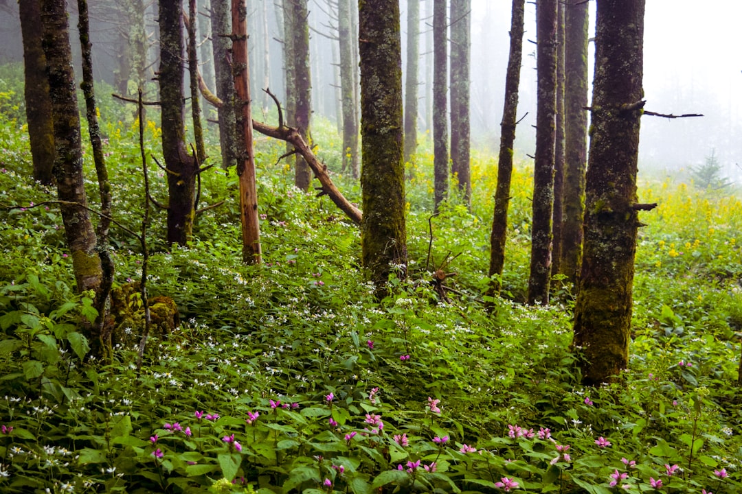 field of pink flowers under trees