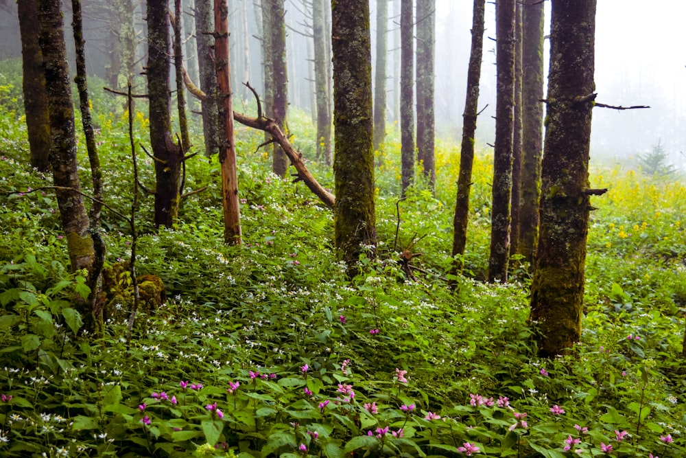 field of pink flowers under trees