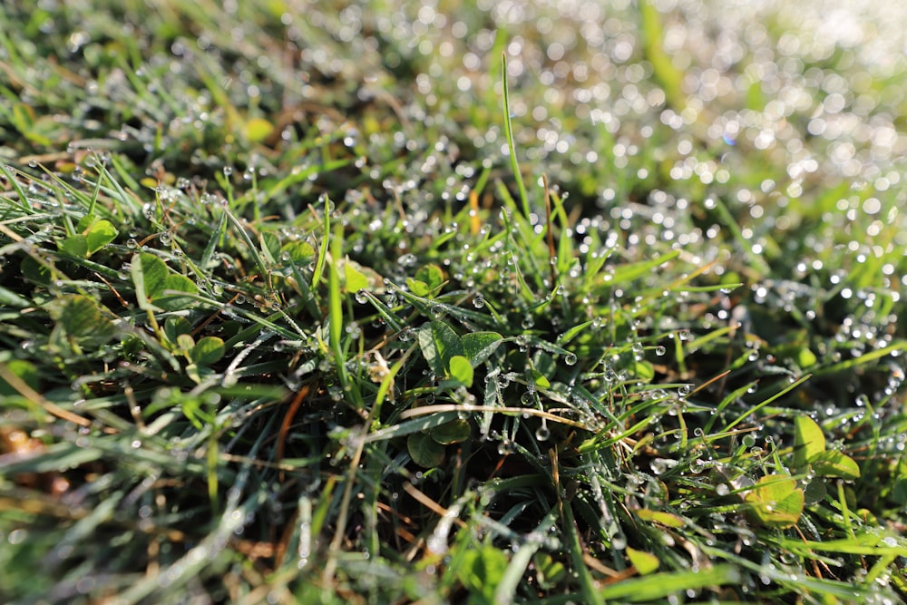 selective focus photography of green grass