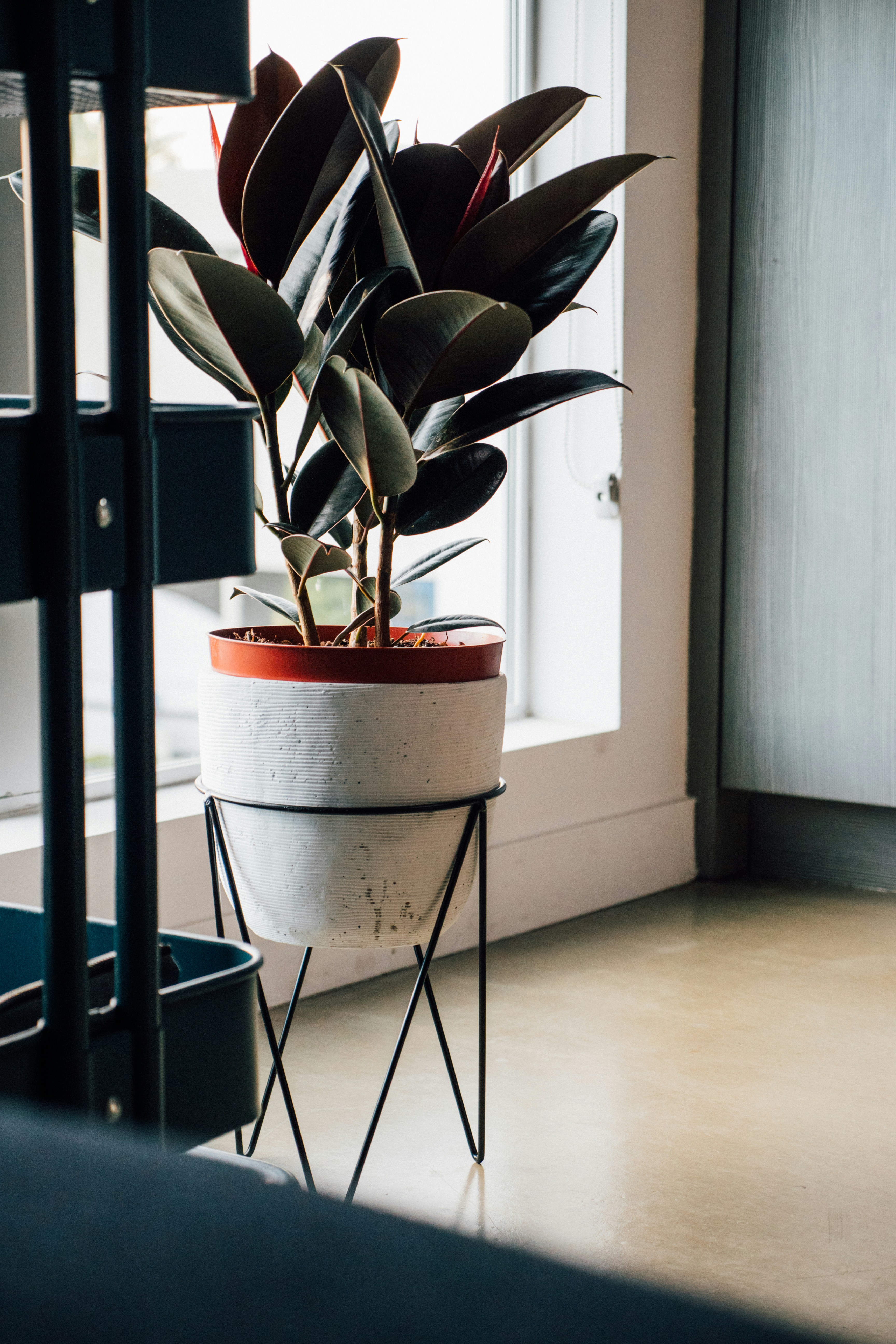 green-leafed plant on white pot inside house