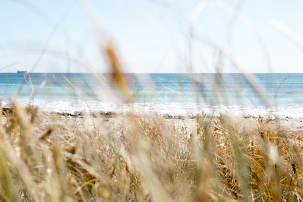 brown grass on seashore