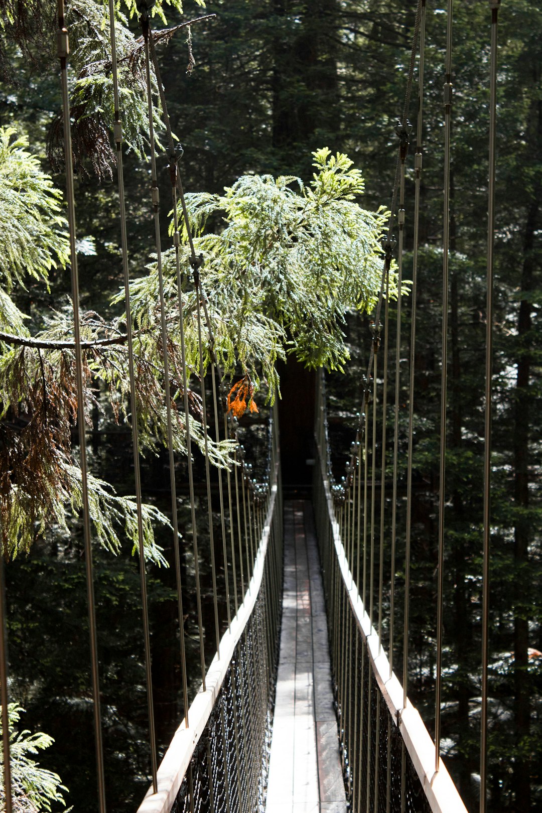 bridge surrounded with trees at daytime