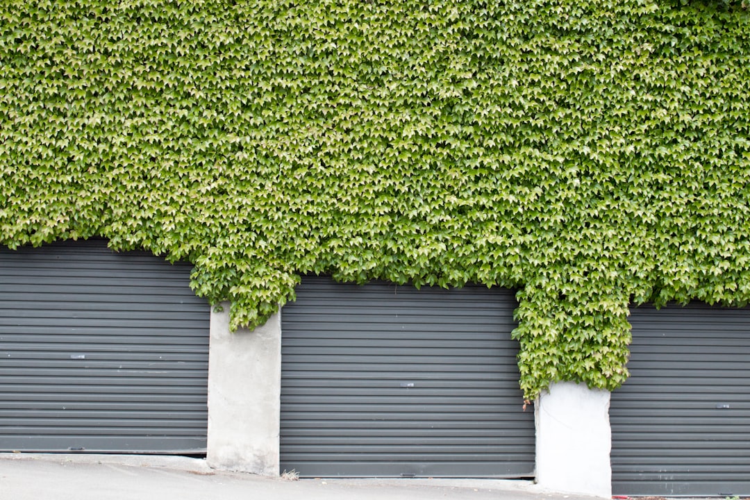 green vines surrounded on roll-up door