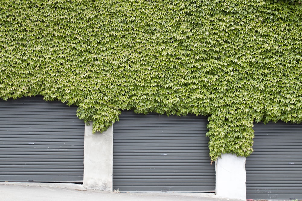 green vines surrounded on roll-up door