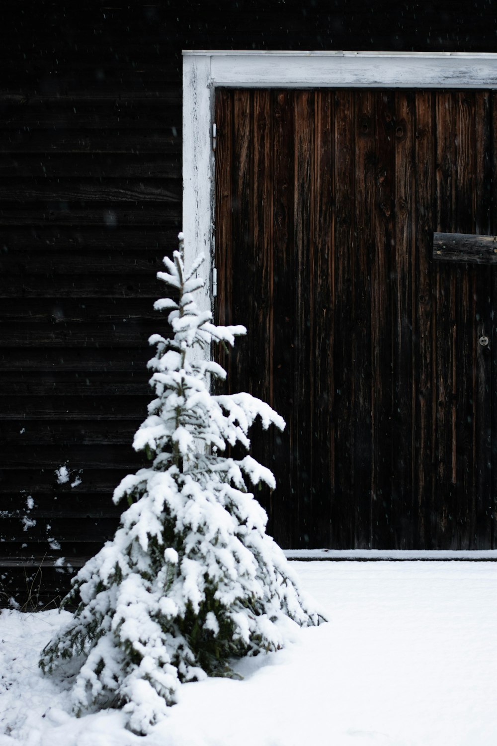 tree covered with snow near door