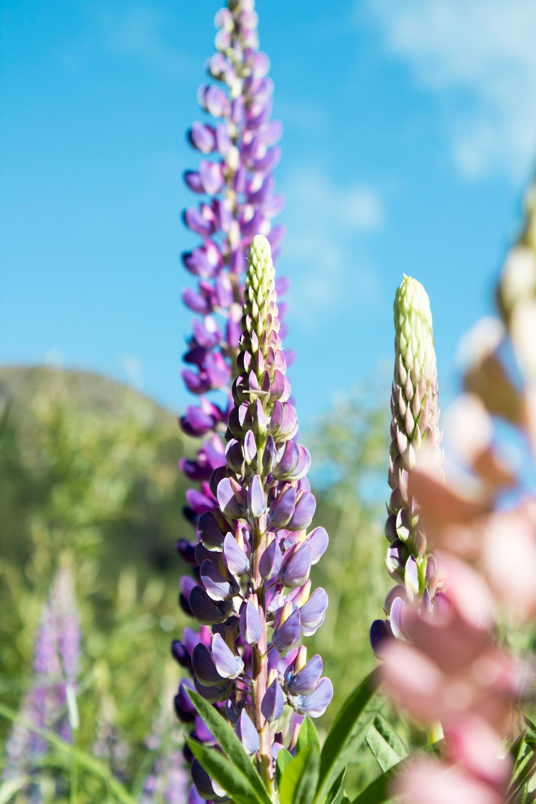 lavender flower