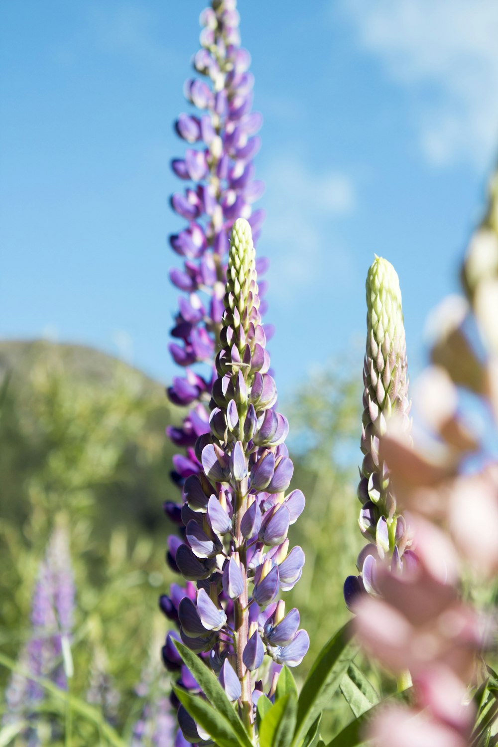 lavender flower