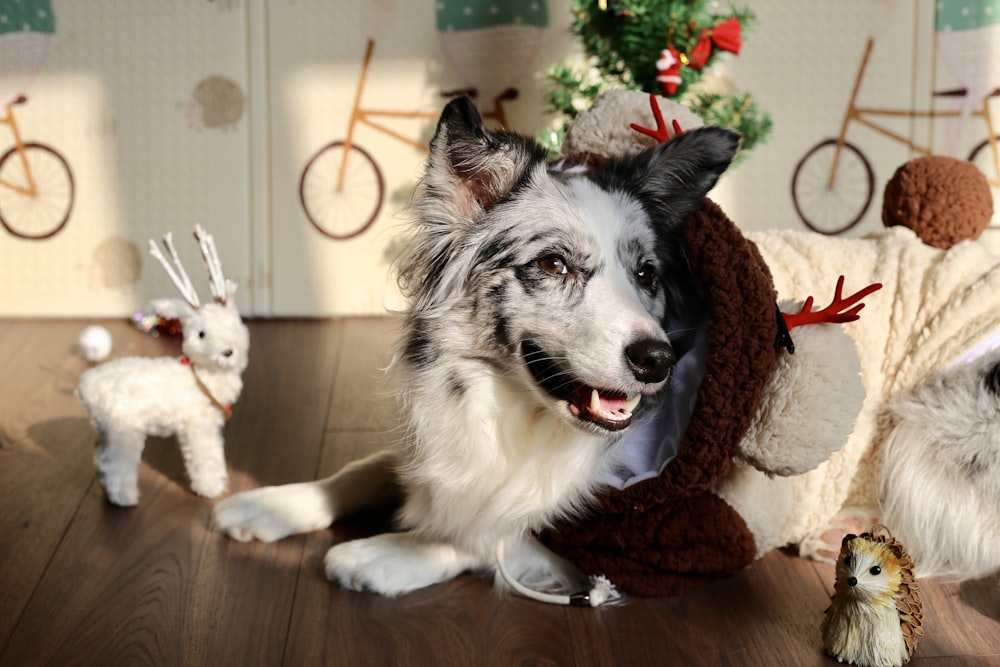 long-coated white and black dog on floor