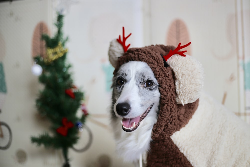 adult short-coated white dog wearing brown coat