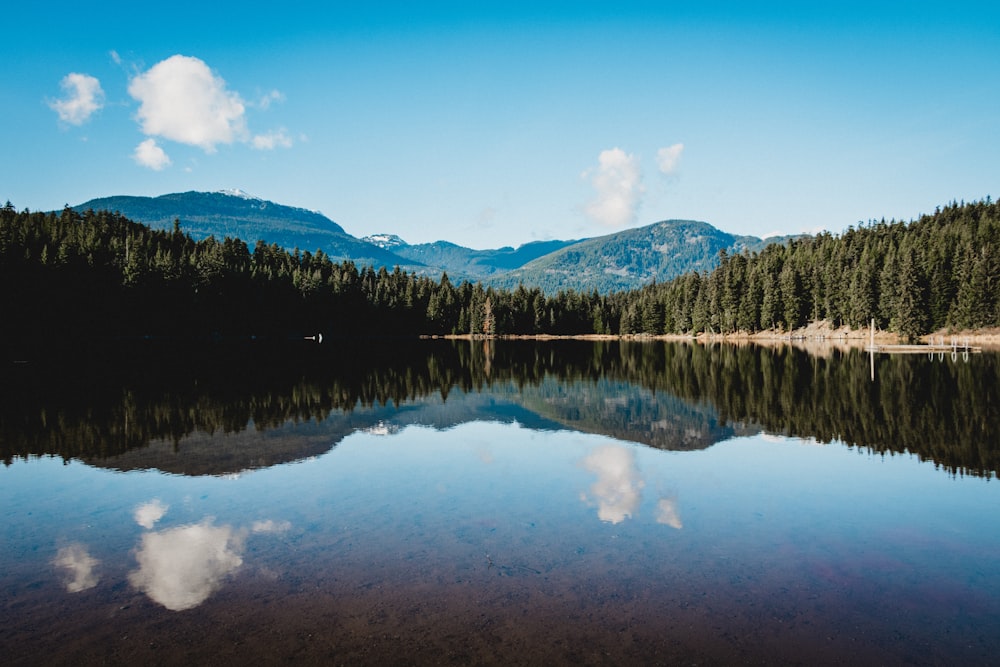 landscape photo of trees near body of water during daytime