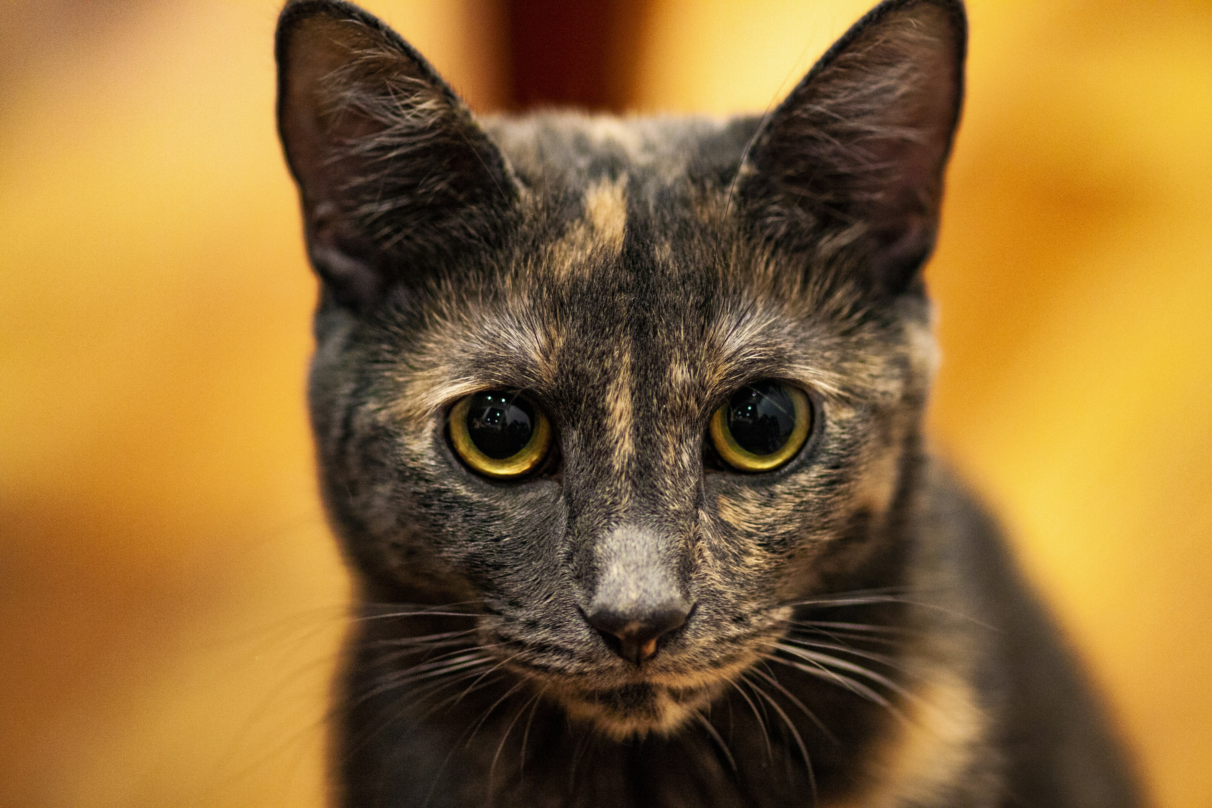 Tortoiseshell cat in close-up photography photo – Free Cat Image ...