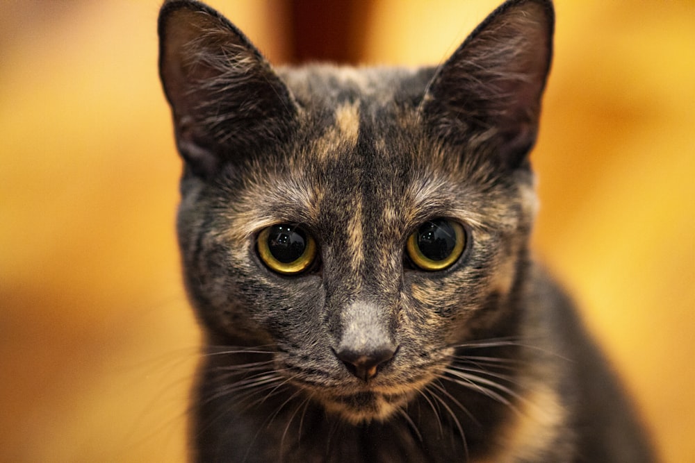 short-fur tortoiseshell cat