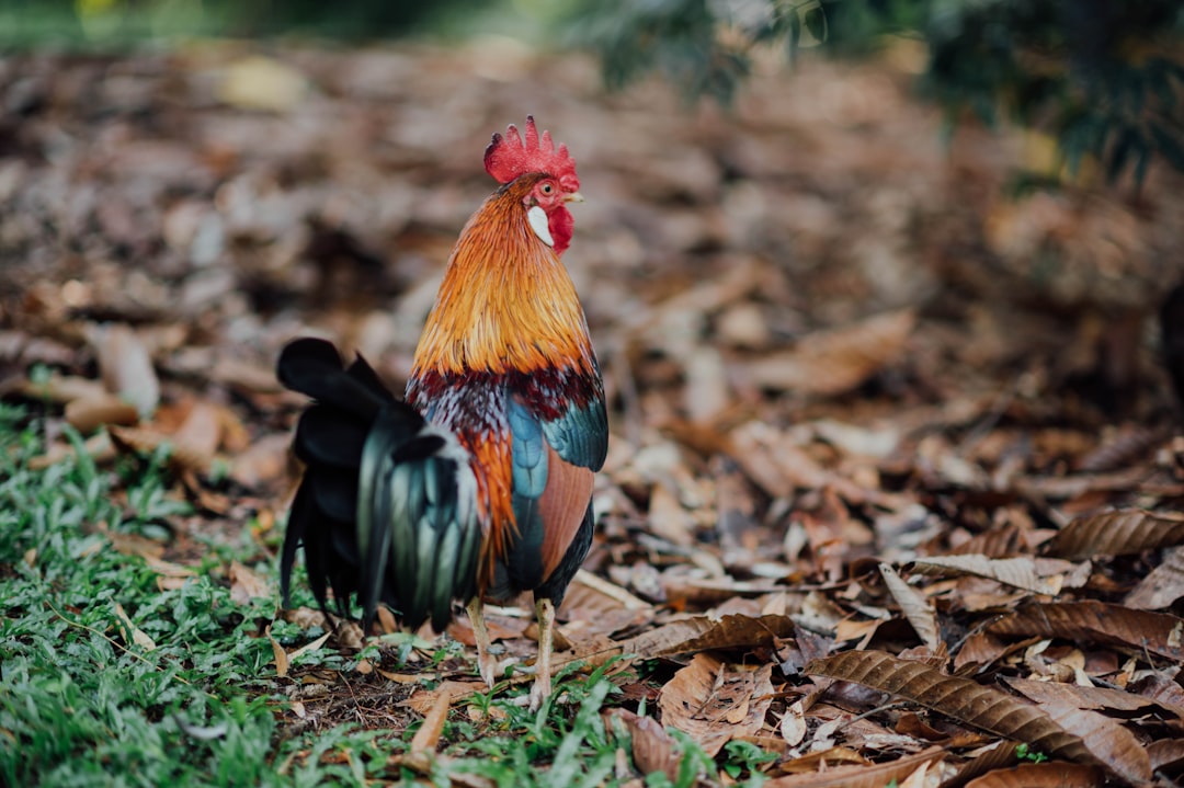 black and red rooster on green grass