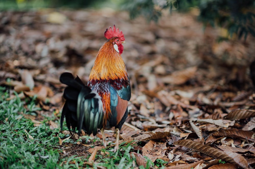black and red rooster on green grass