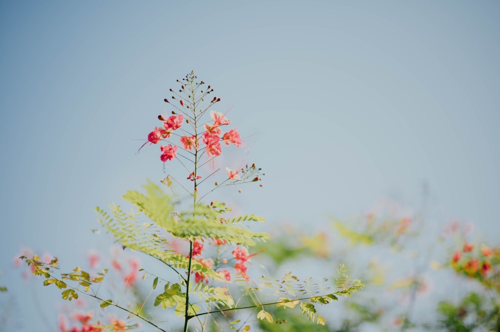 selective focus photography of red flower and green leaf