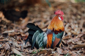orange and black rooster