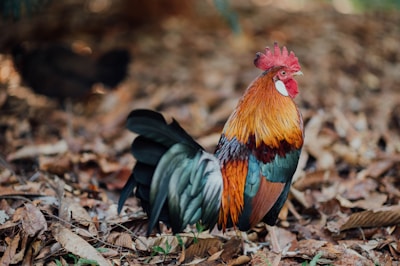 orange and black rooster