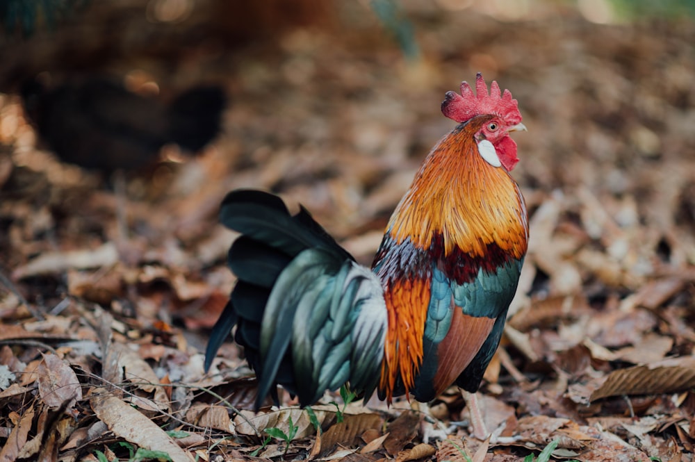 orange and black rooster