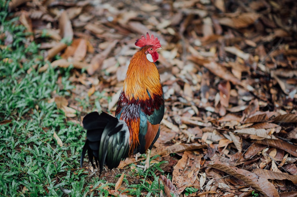 brown and black rooster on brown leaves