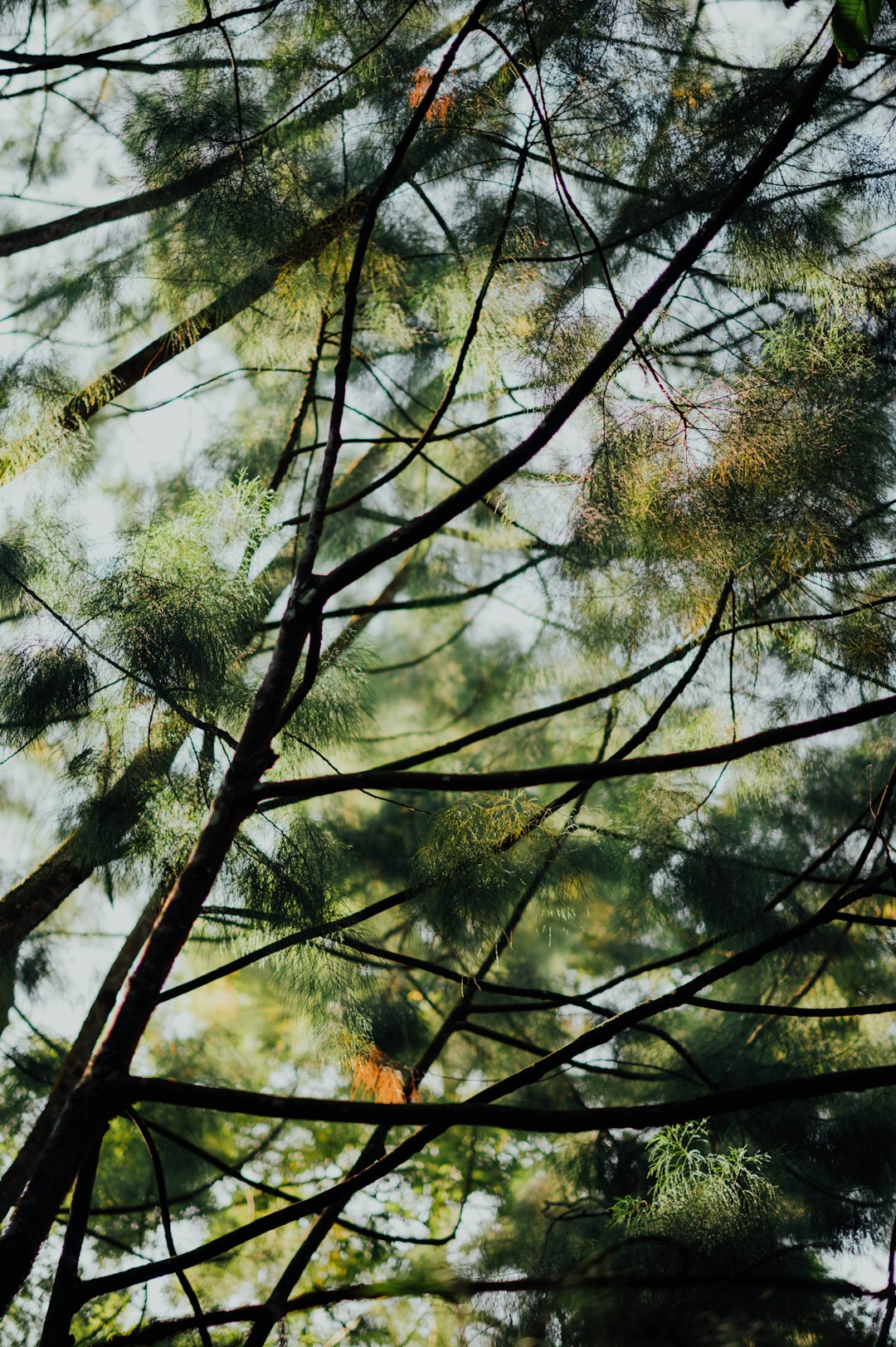 shallow focus photo of green trees