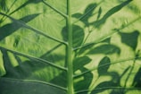 Close-up of a textured leaf with intricate veins highlighted by soft shadows.