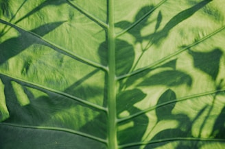 Close-up of textured leaves with subtle shadows highlighting their veins